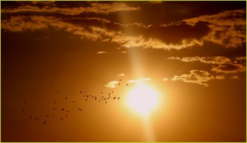 Sonne